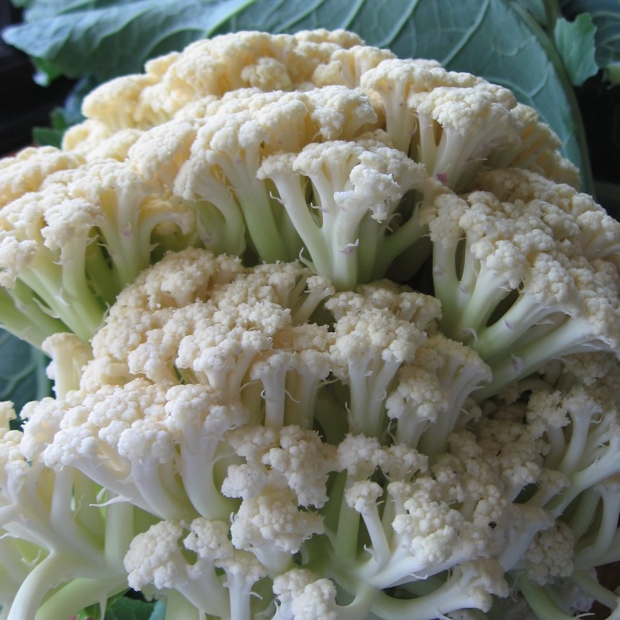 F1 Cauliflowers Herbidacious