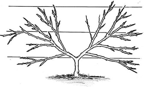 Fan trained fruit tree form