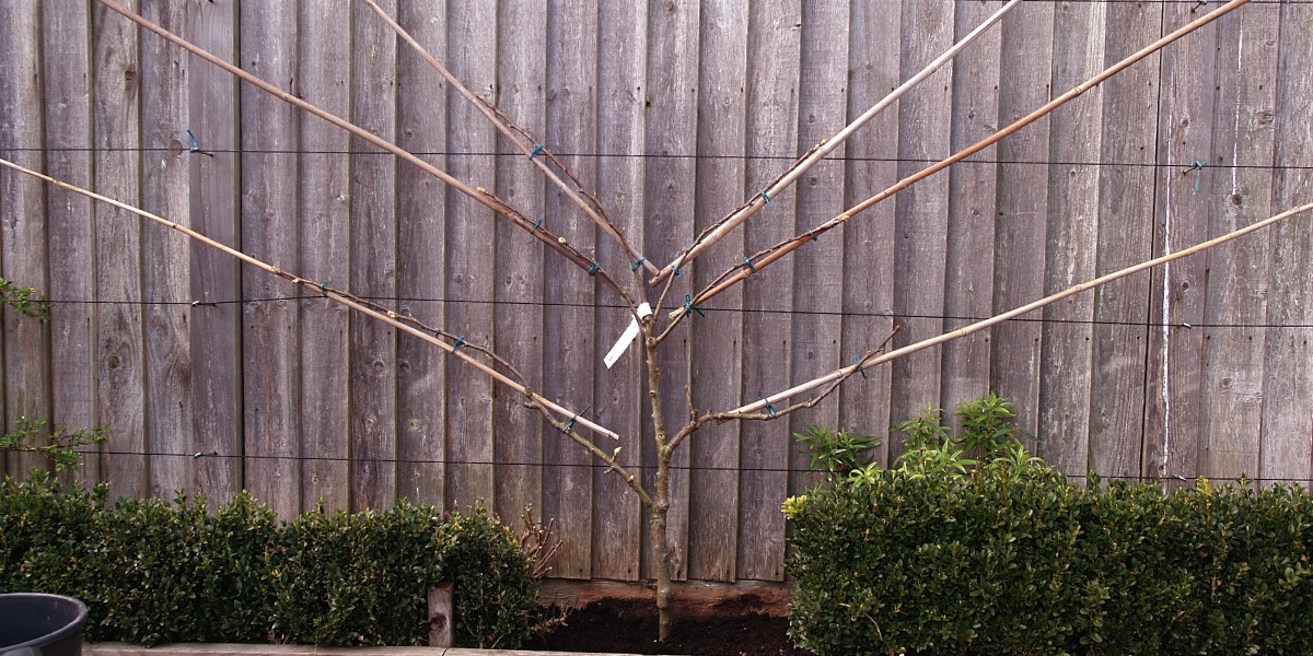 Fan trained pear - initial training completed