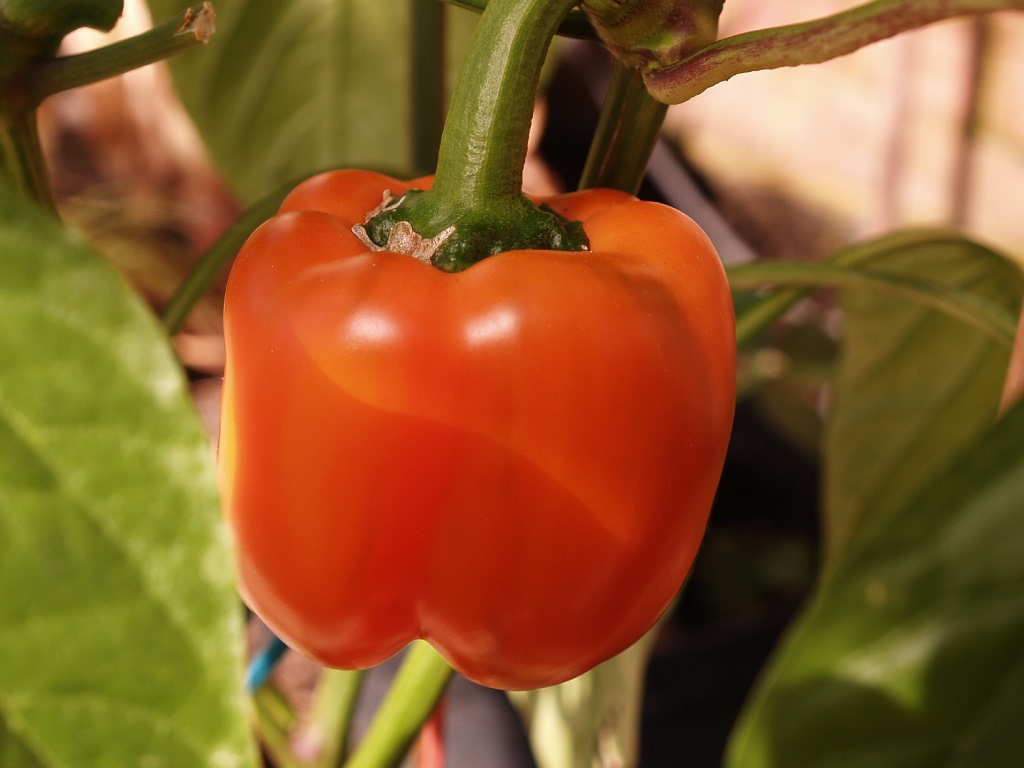 Pepper_orange