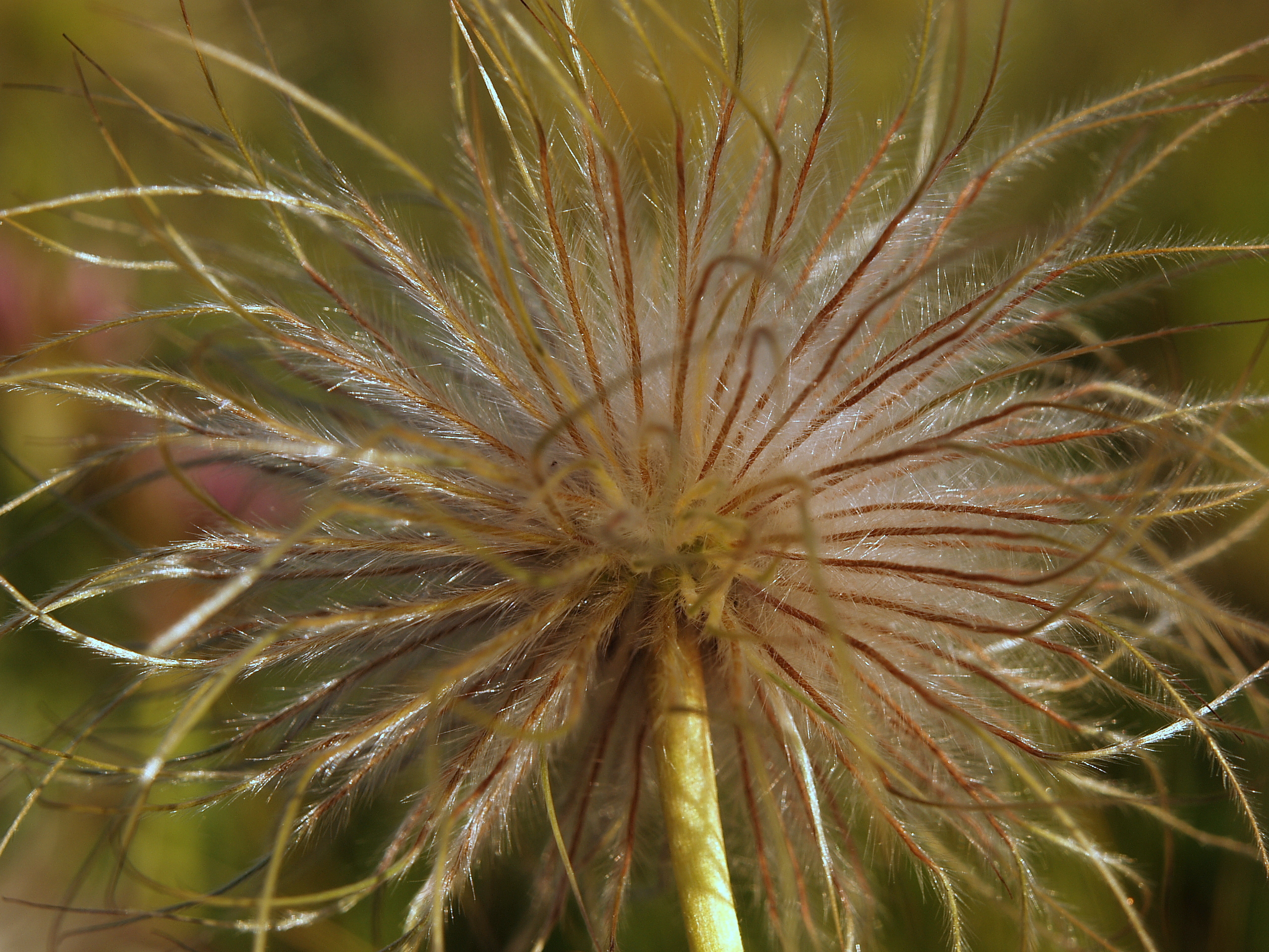 Pasquflower seed head May 2014