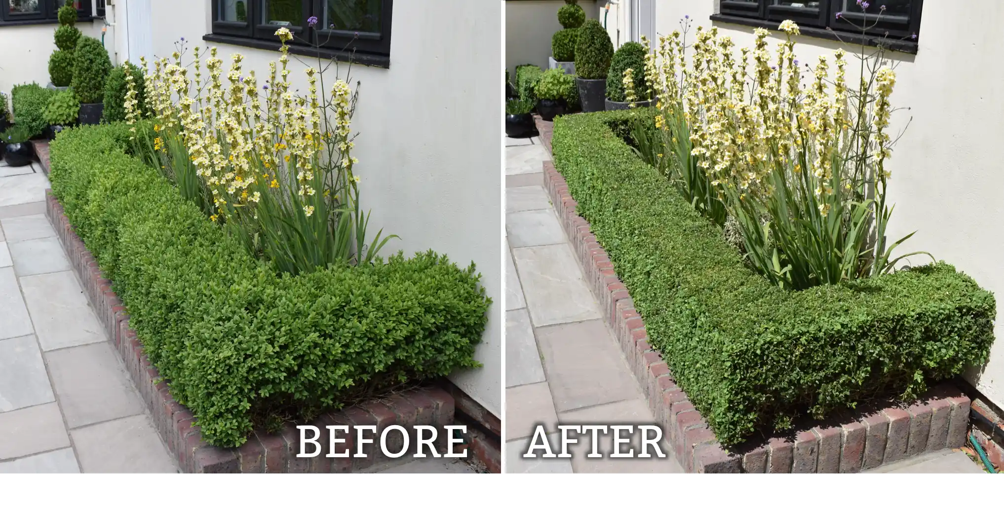 Box hedge before and after professional trimming