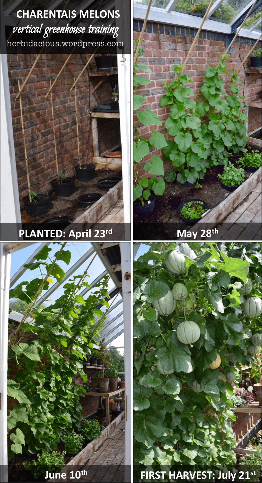 growing watermelon vertically