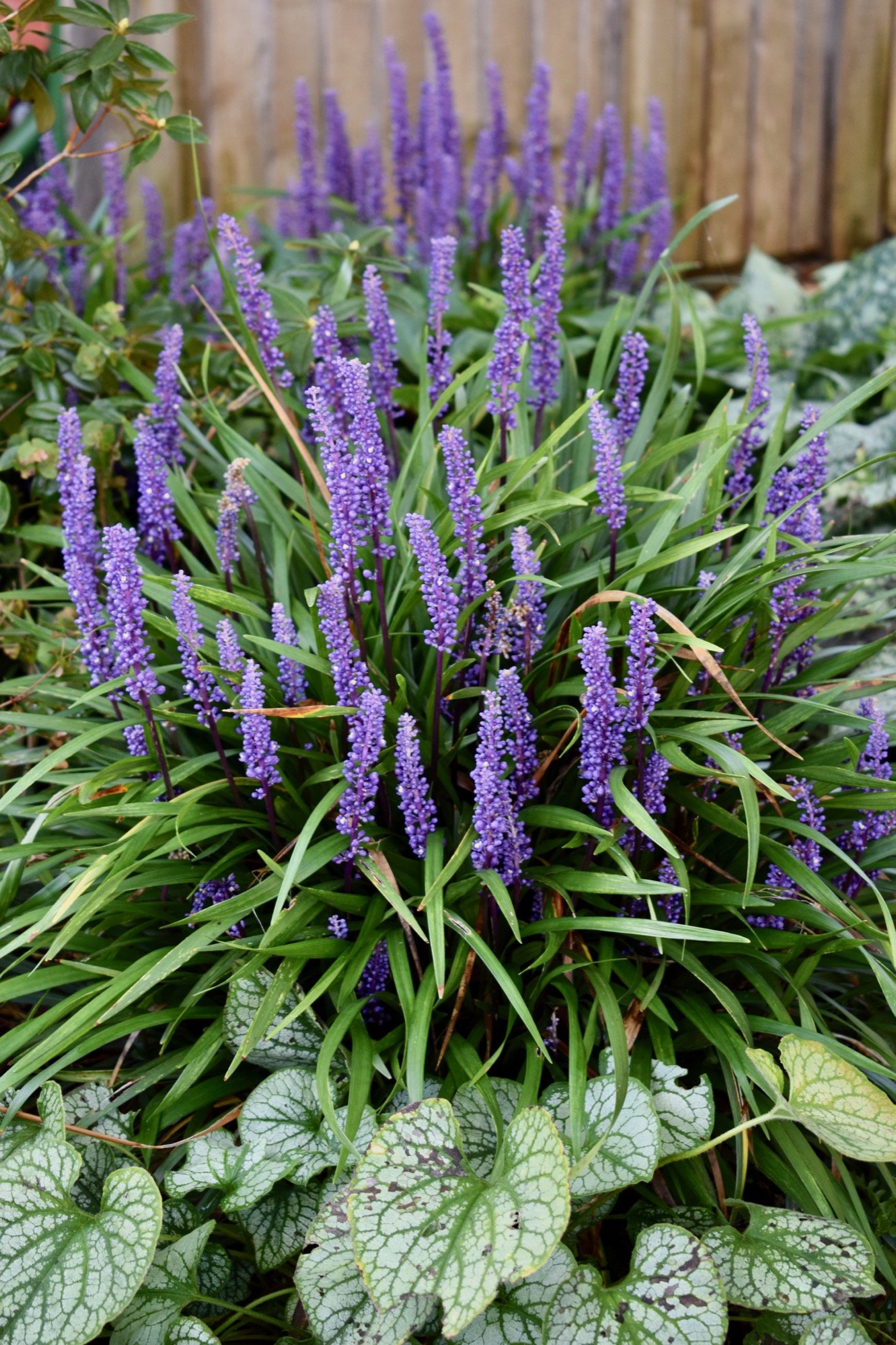 Liriope muscari outlet big blue