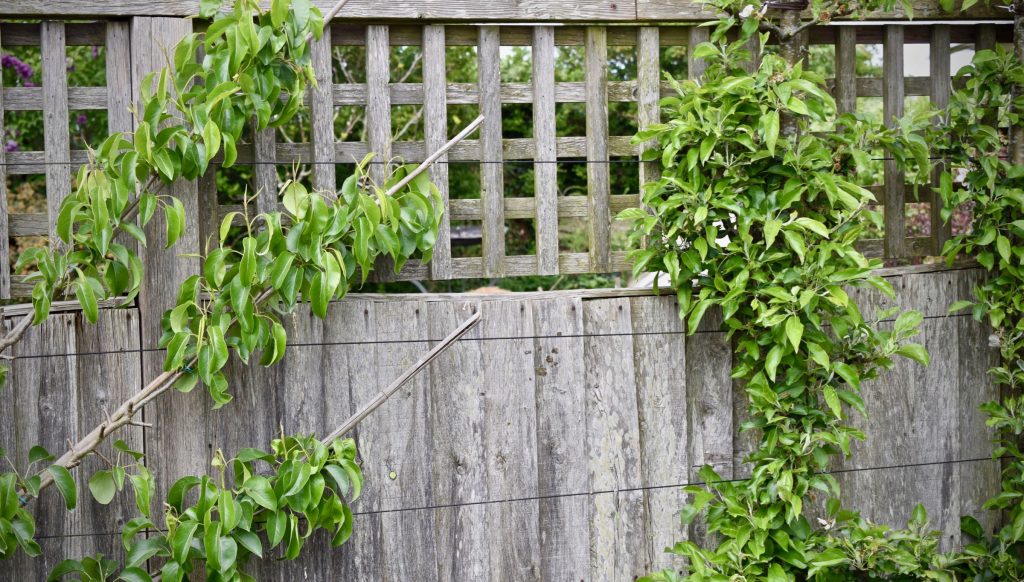 How To Make Trellis Panels Herbidacious