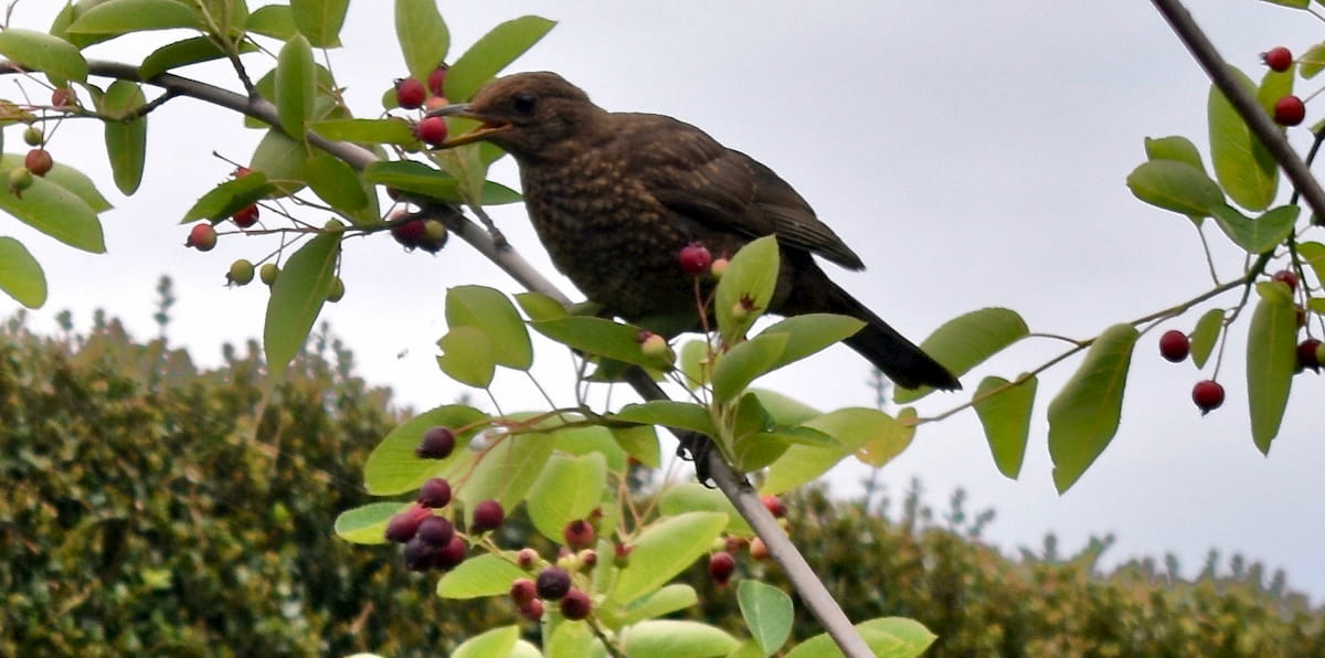 amelanchier berries birds