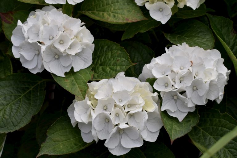 Three Fantastic White Hydrangeas Herbidacious