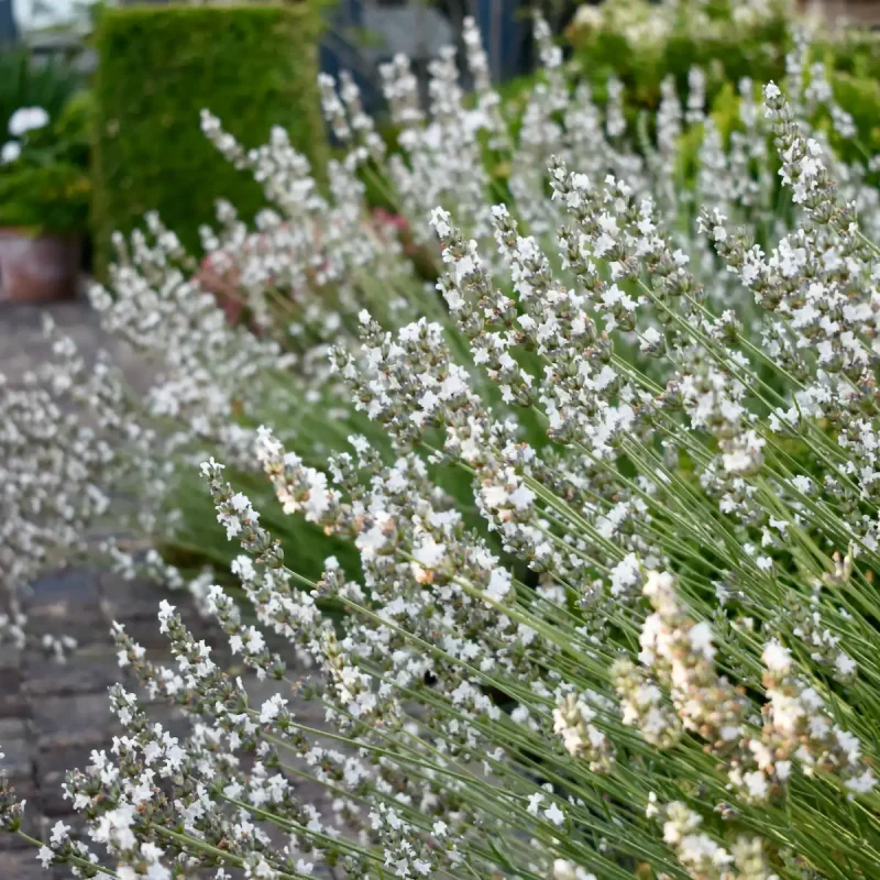 Hard Pruning Lavender  Herbidacious