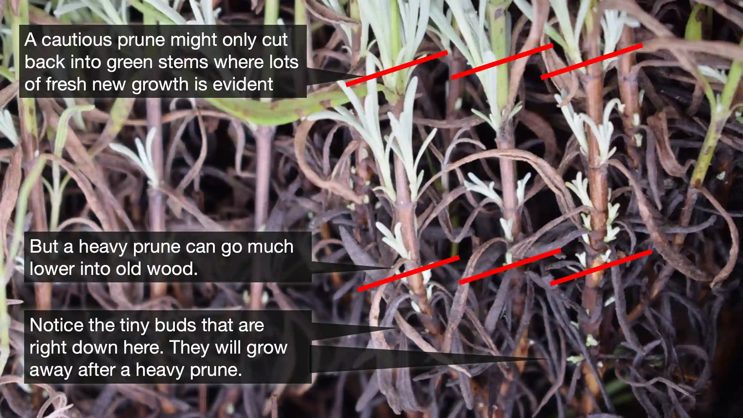 jade plant sale Jade Plant – Hey Rooted