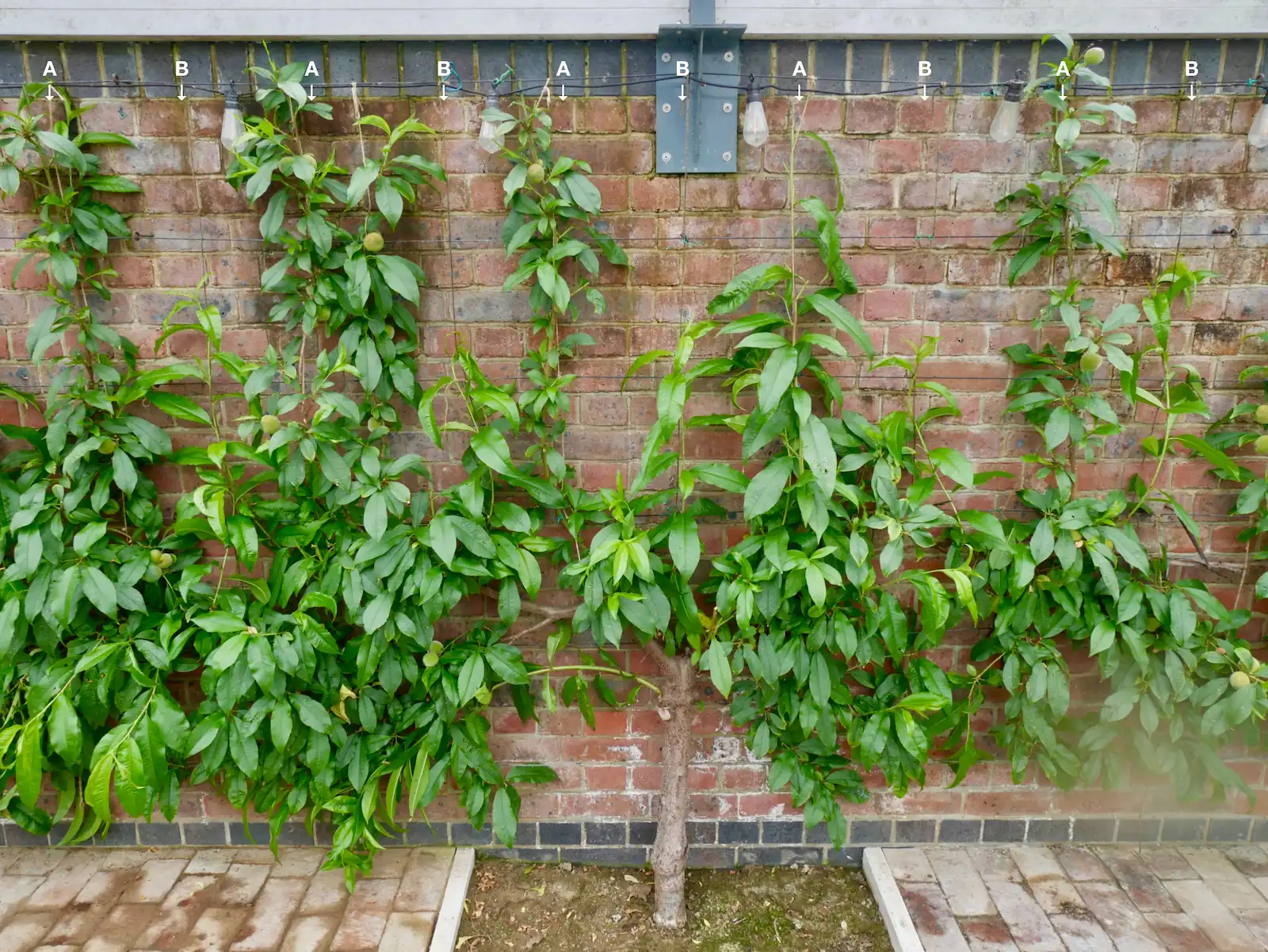 断捨離ღ* peach berry *ღ Greenhouse Peach – UFO & ABC Training – Herbidacious