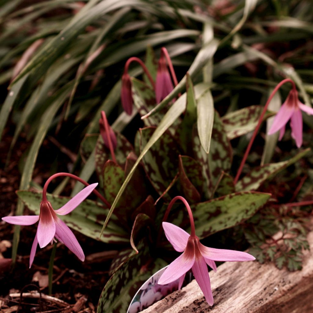 Dog’s Tooth Violets For The Woodland Garden Herbidacious