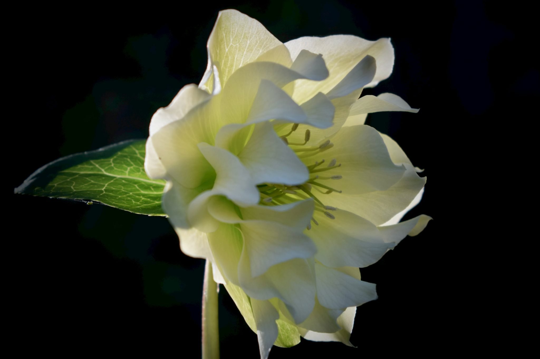 Double White Hellebore — Photo Study Herbidacious