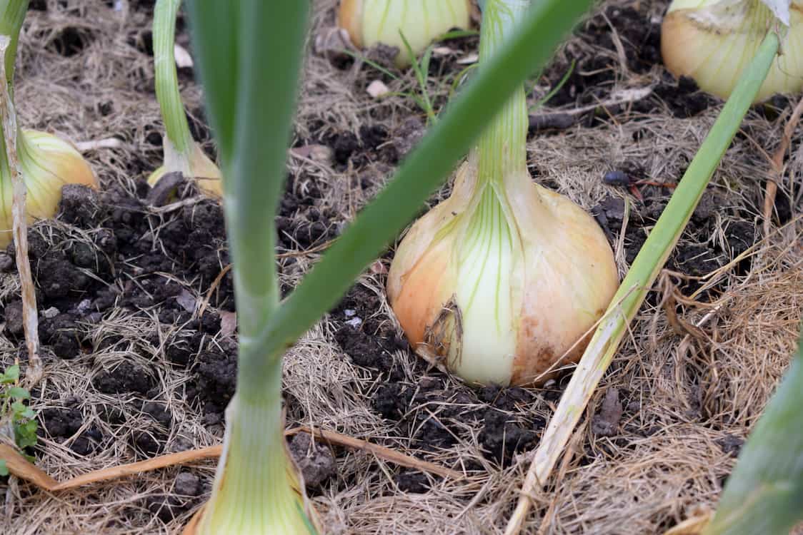How to grow onions — for beginners Herbidacious