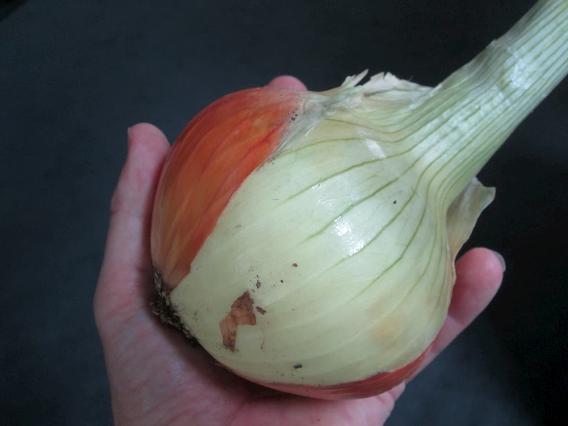 How to grow onions — for beginners Herbidacious