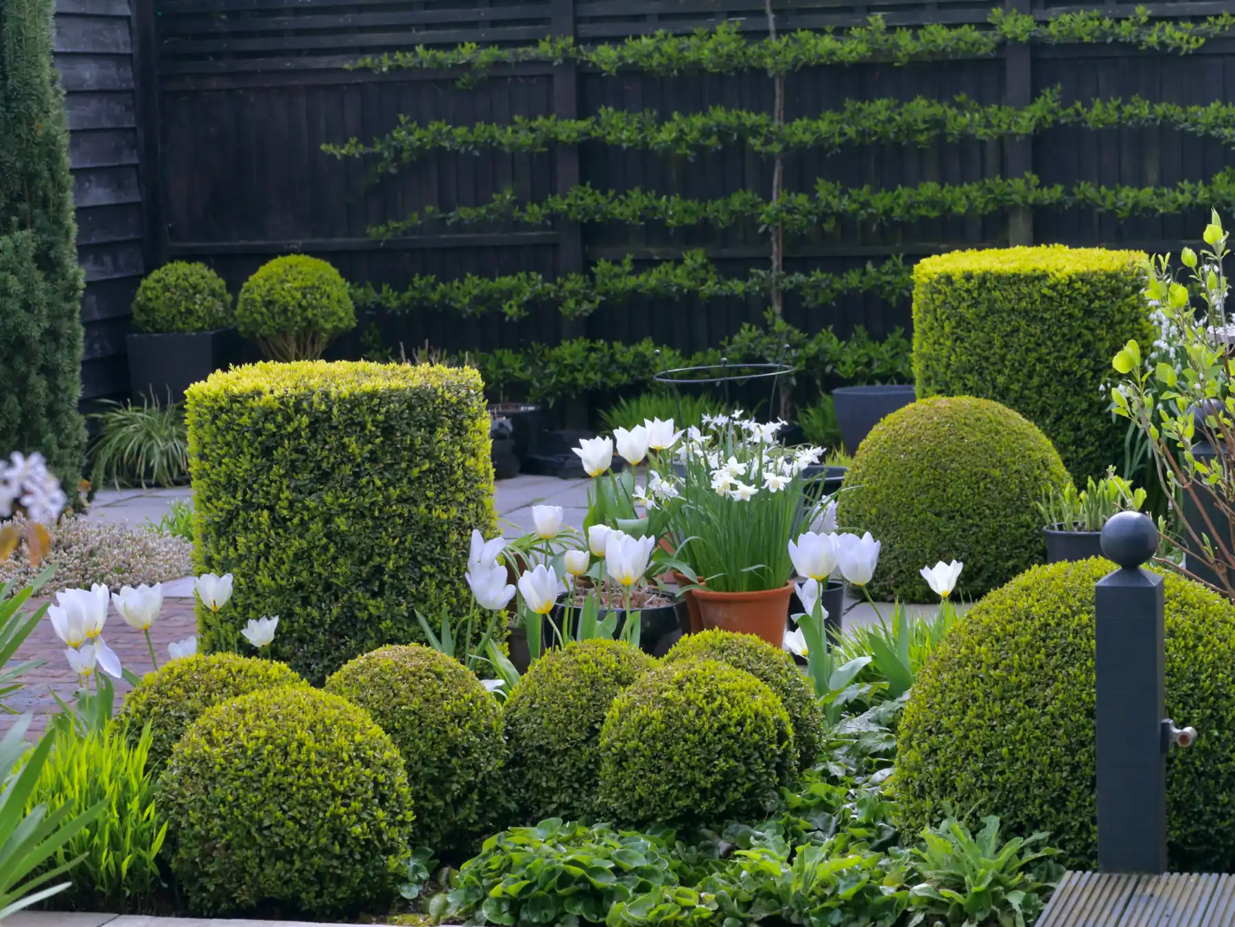 Pyracantha espalier – Herbidacious