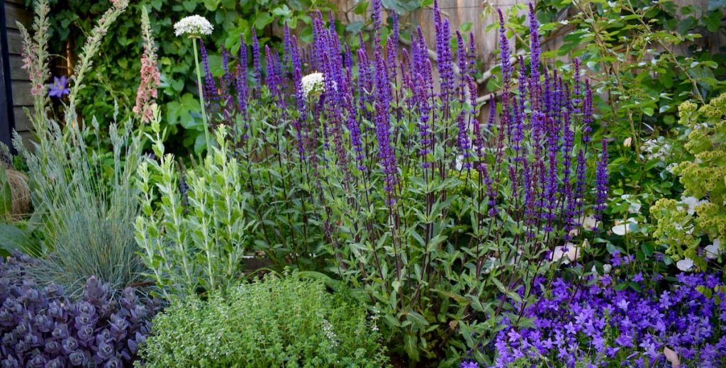 Four fantastic hardy perennial salvias – Herbidacious