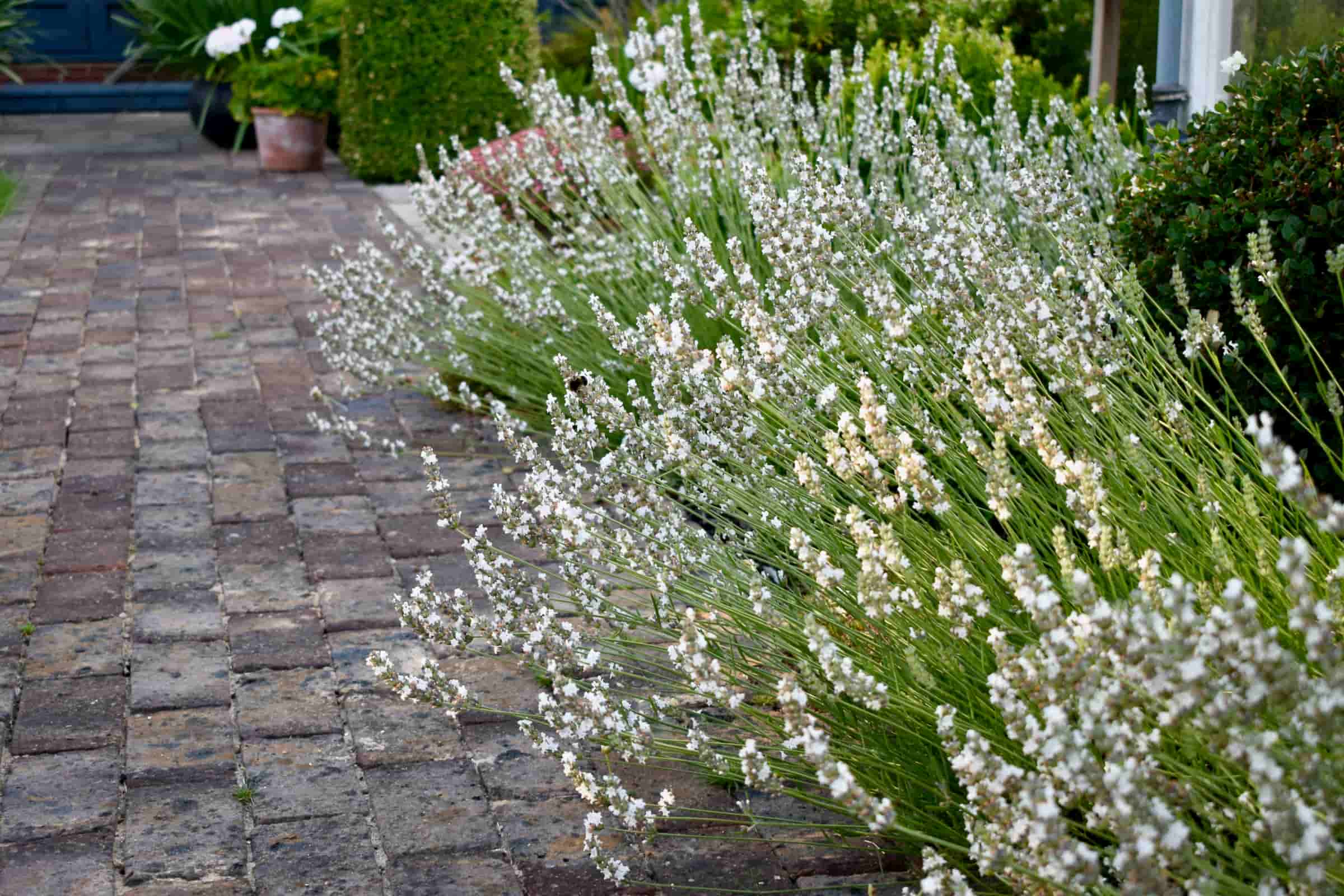 White Lavandin Lavandula  intermedia 'Edelweiss'  Herbidacious