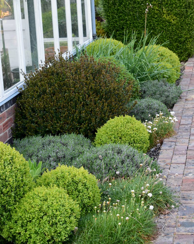 real lavender plants for sale 'Hidcote' Lavender Plants For Sale main image 0