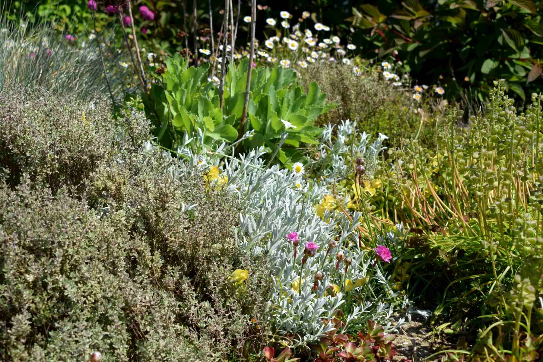 Plant communities on my green roof – Herbidacious