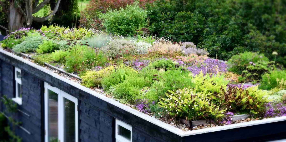Plant communities on my green roof Herbidacious
