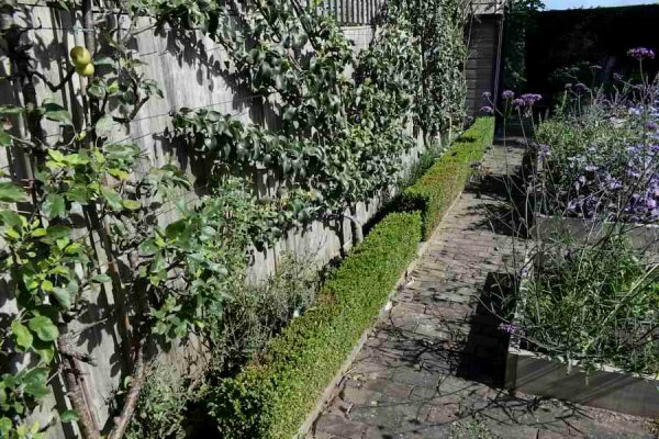 Xentari Box Hedge