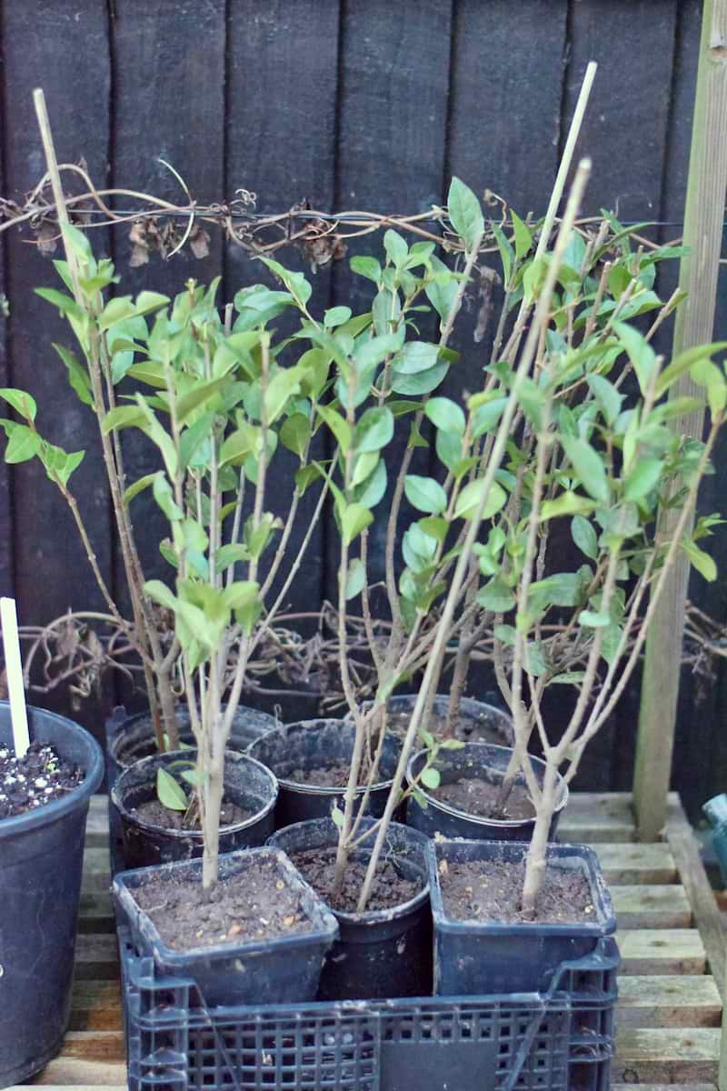 Now’s the time to plant bareroot hedging Herbidacious