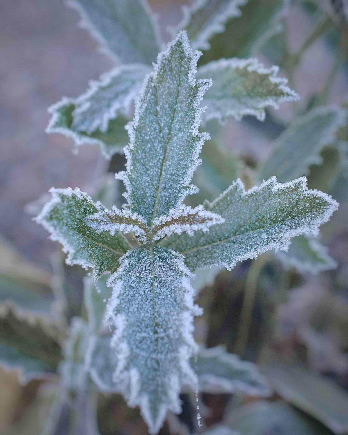 A Winter Homage to Finlay and Frosts Herbidacious