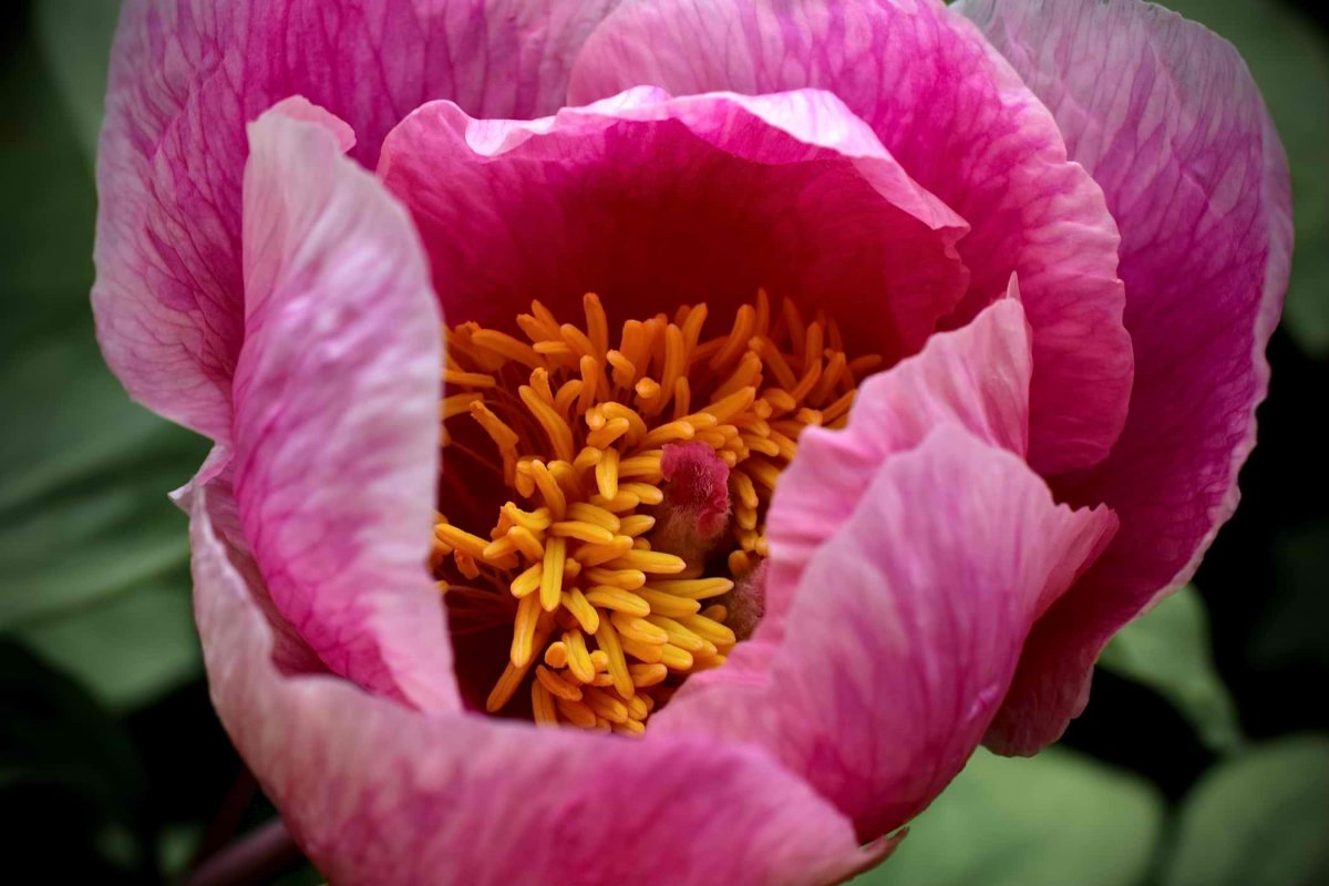 Paeonia Mlokosewitschii – Pink Form – Flower5 – HiRes May 2021 v2