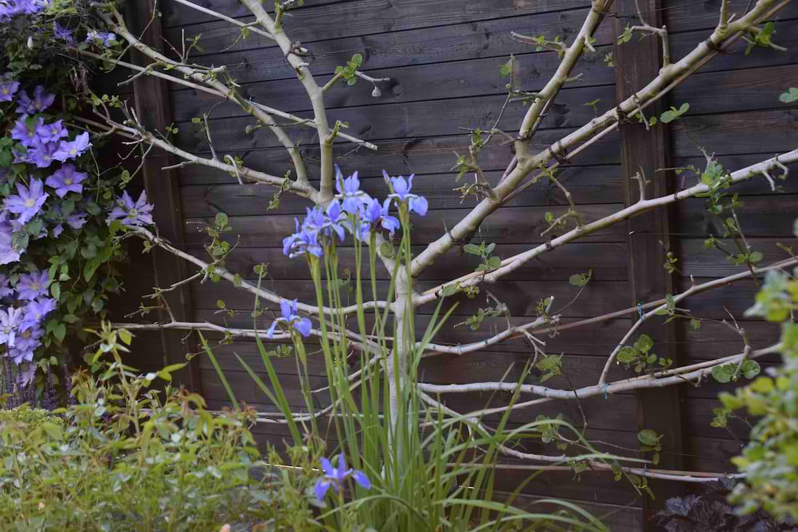 Fan Trained Fig Brown Turkey Herbidacious