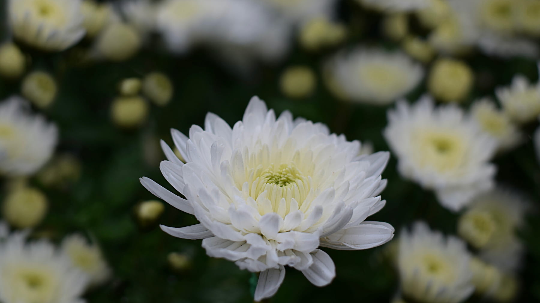 White planting scheme (September to March) – Herbidacious