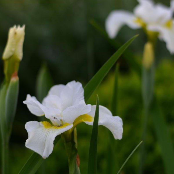 The White Garden 2021 Review The Greenhouse Border – Herbidacious