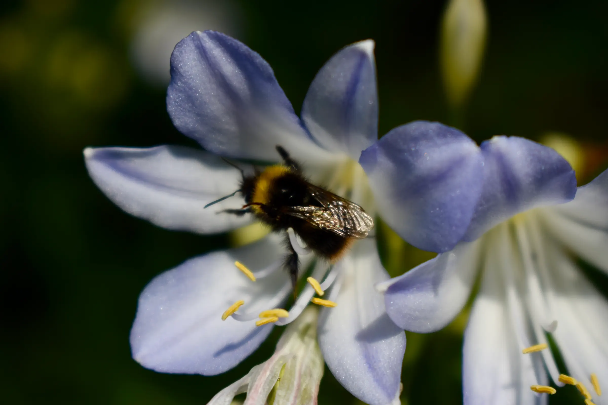 Ten Tips For A Pollinator-friendly Garden – Herbidacious