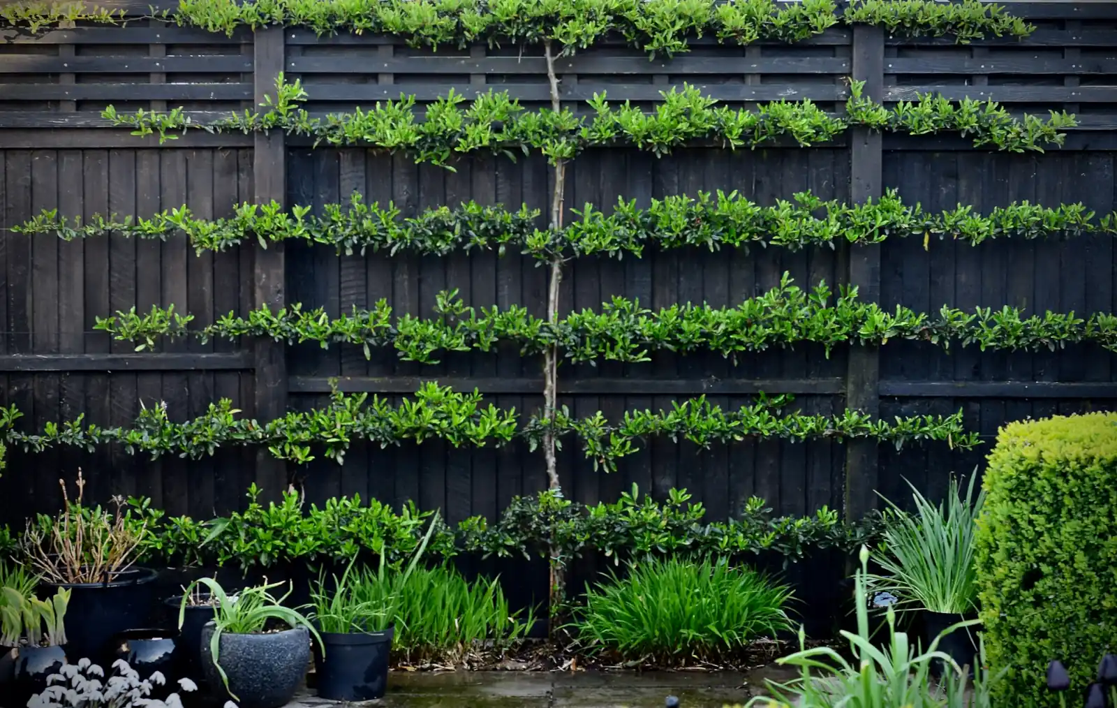 How to Build an Espalier Support Trellis – Deep Green Permaculture