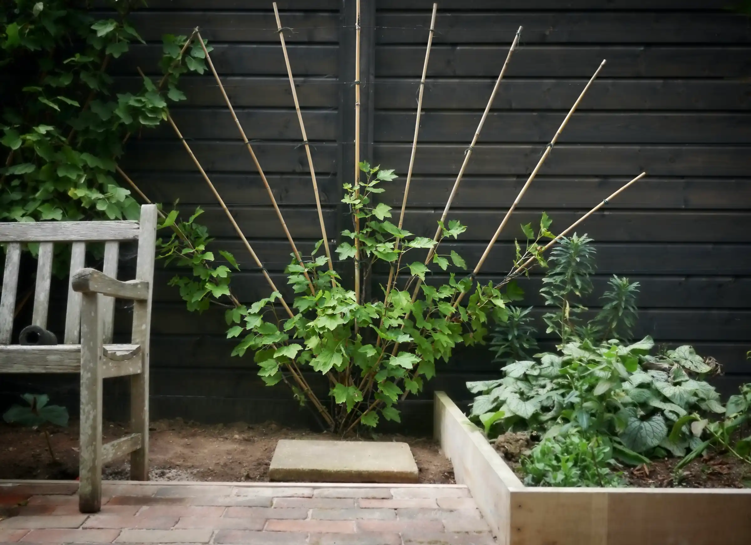 fan trellis vine