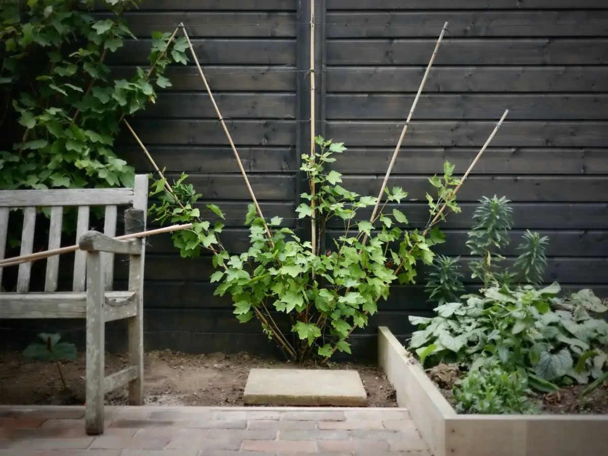 fan trellis vine