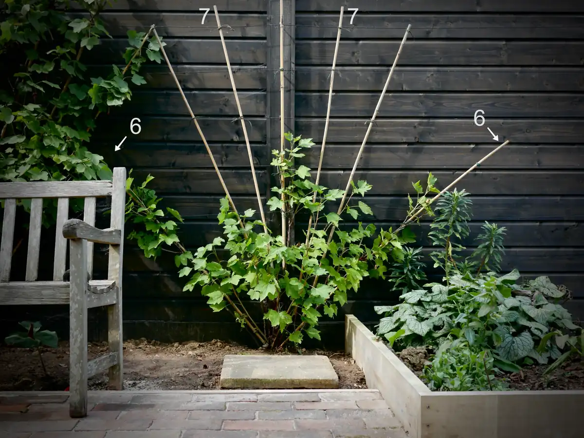 fan trellis vine