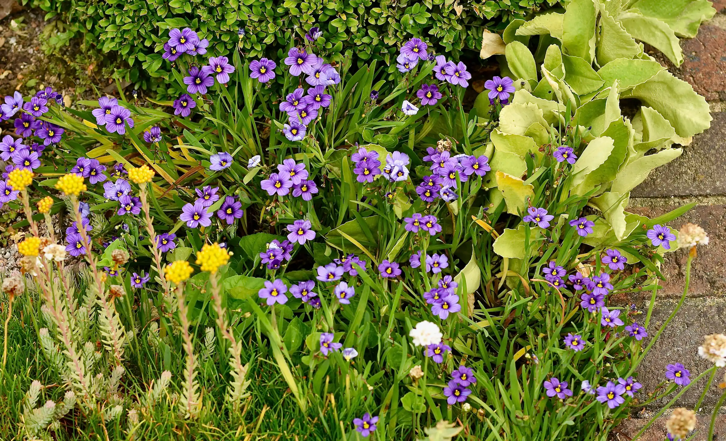 Whispers Of Sunshine: Unveiling The Delicate Charm Of Pale Yellow Eyed Grass