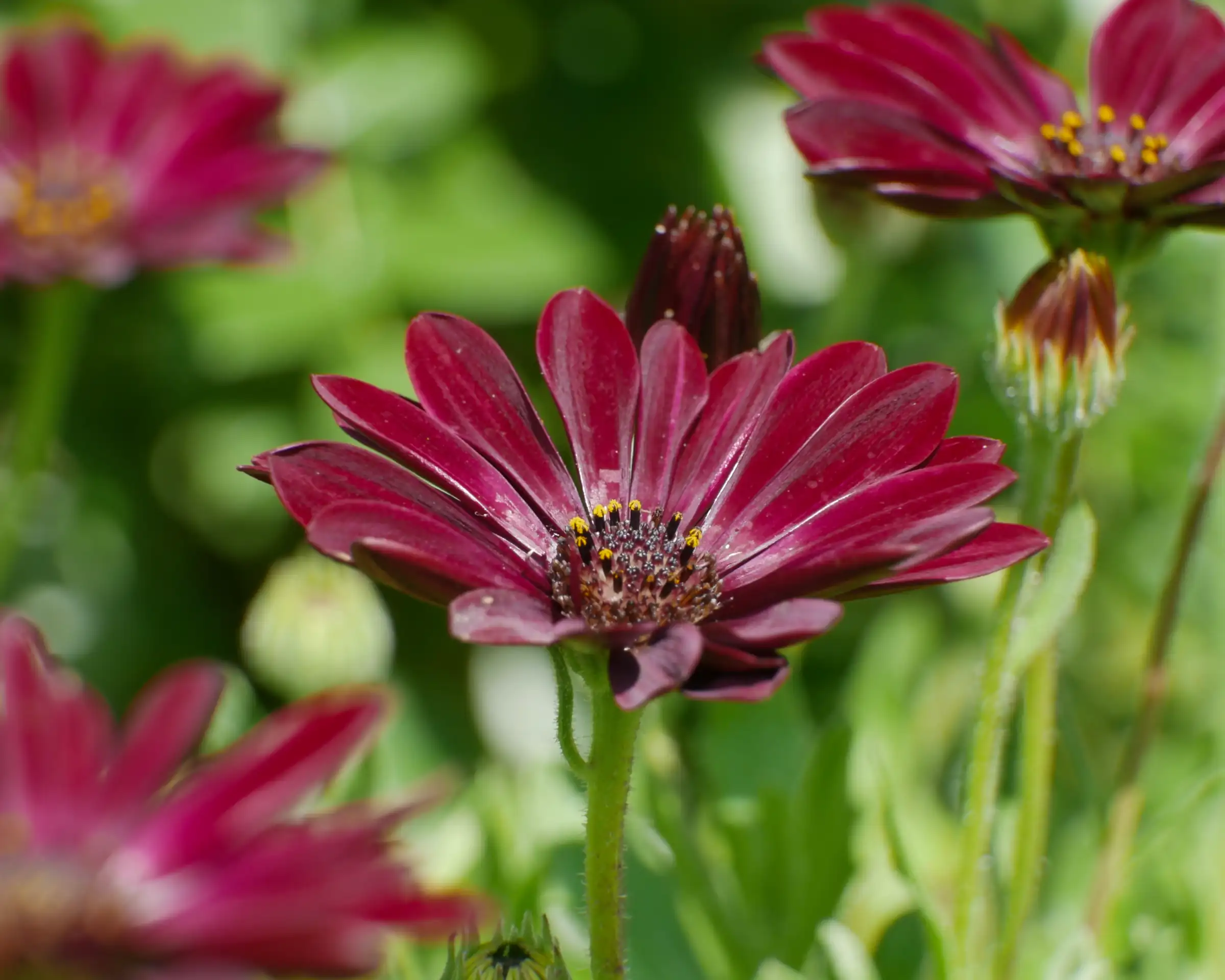 22 Late Summer Perennials – Herbidacious