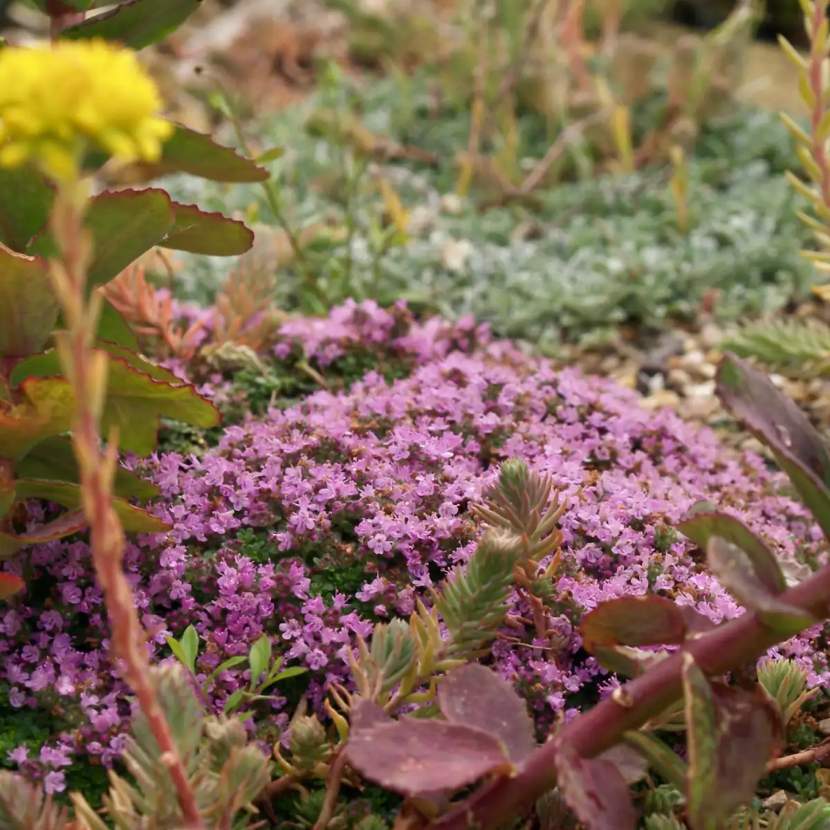 The Green Roof lessons from the Last Seven years Herbidacious