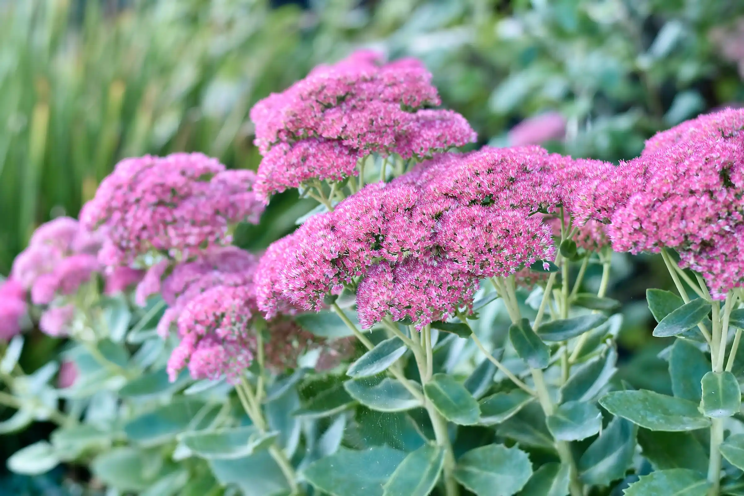 Herbaceous Sedums In The Perennial Garden – Herbidacious