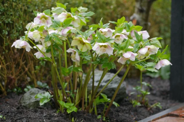 Lenten Rose Seedlings