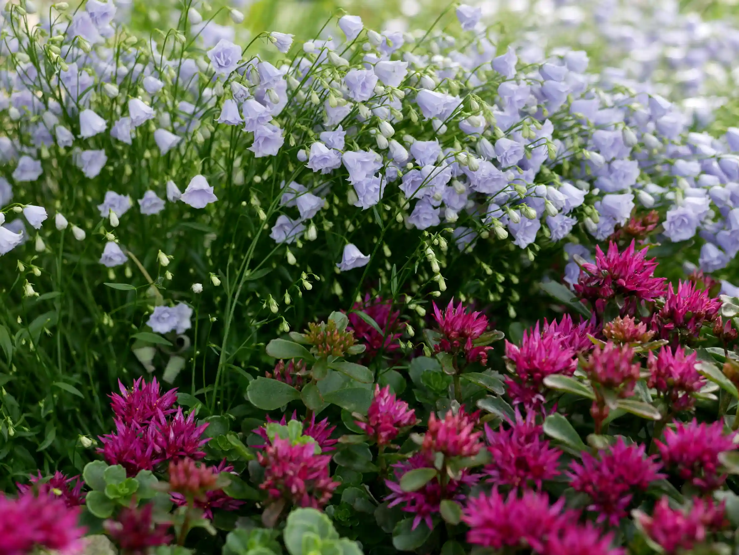 7 Alpines You Can Grow In The Border Herbidacious