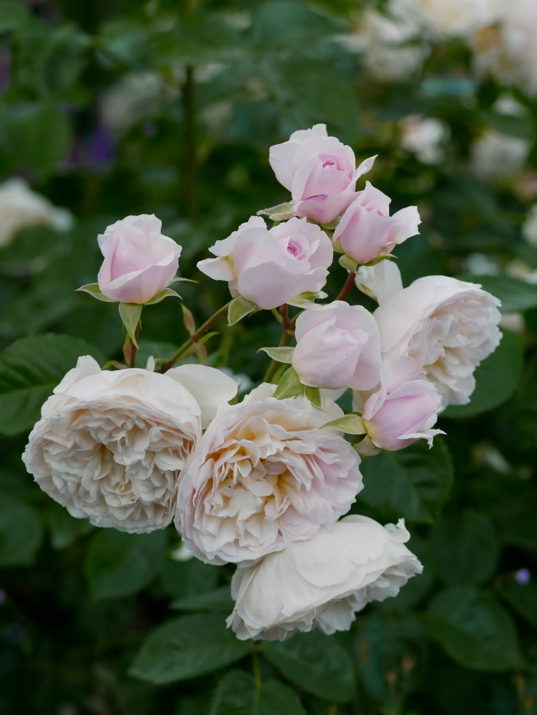 A Modern Romantic Rose Garden – Herbidacious