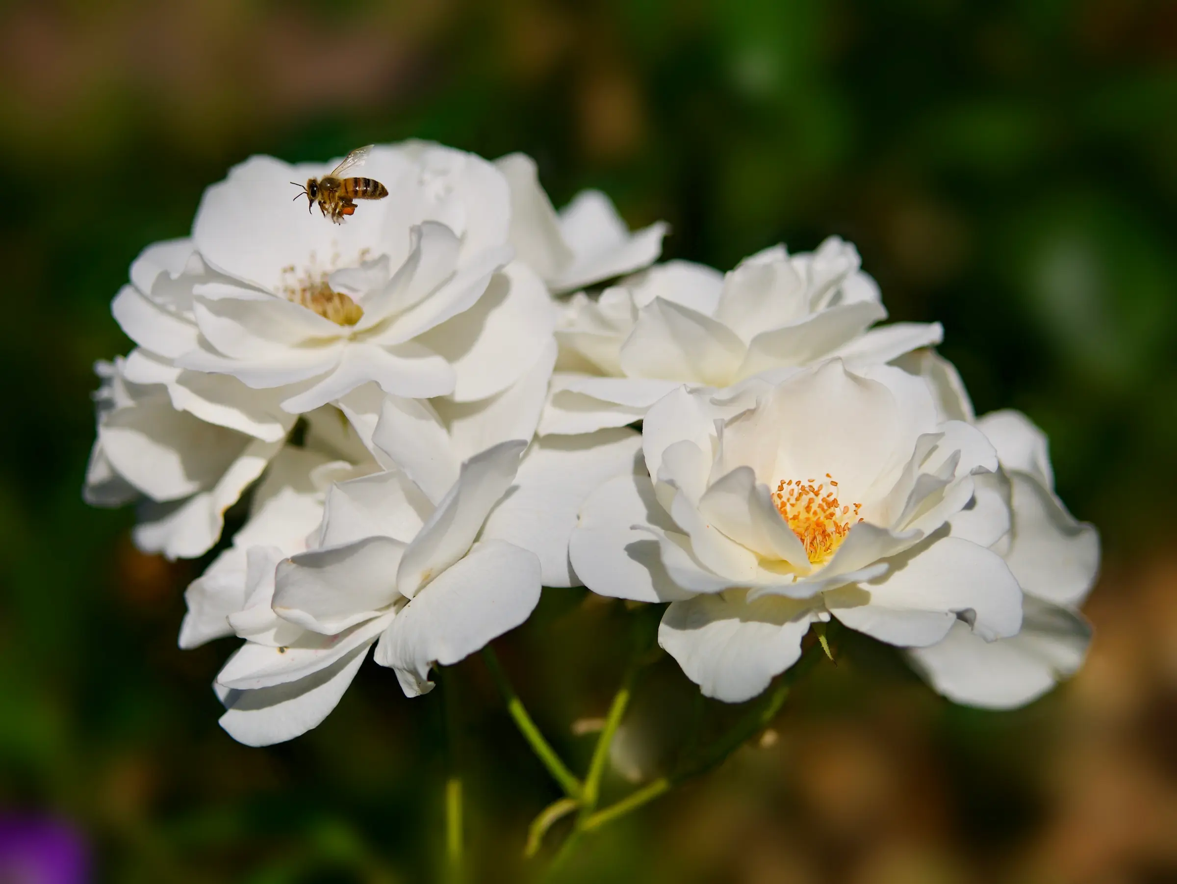 A Modern Romantic Rose Garden – Herbidacious