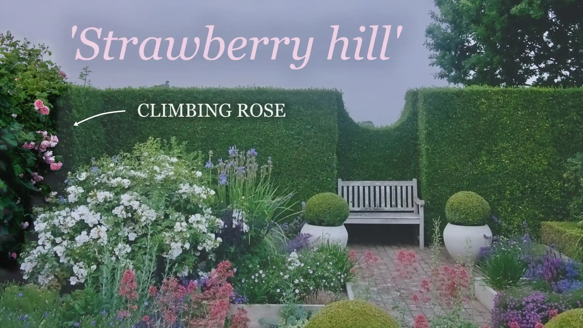 Rosa-Strawberry-Hill-in – Herbidacious